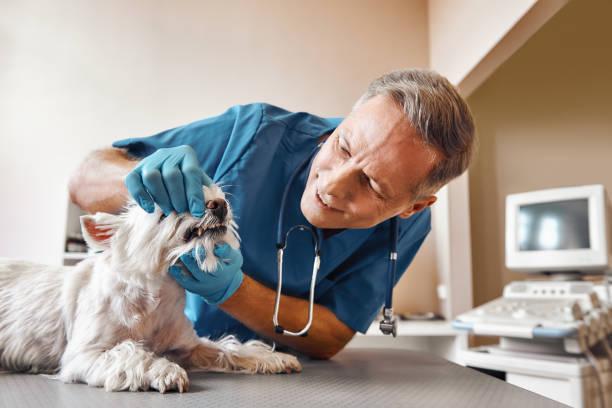 Best Cracked Tooth Emergency Dentist  in Springville, IA